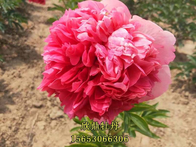 紅色芍藥