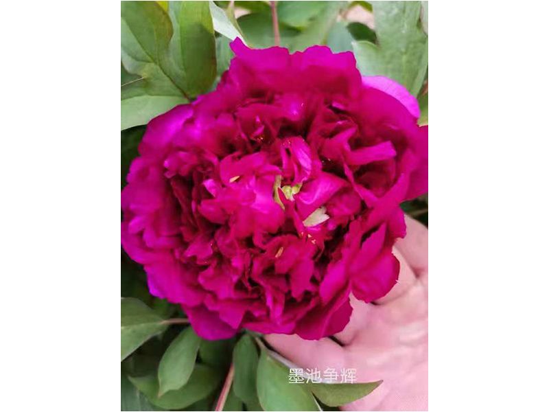 墨池爭(zhēng)輝